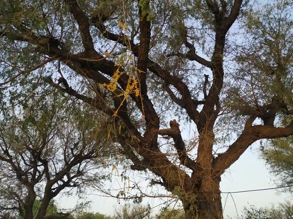 Close-up of a mature Khejri tree, showcasing its gnarled trunk, spreading branches with small, oblong leaves, and delicate, elongated, yellow flowers against a pale sky.