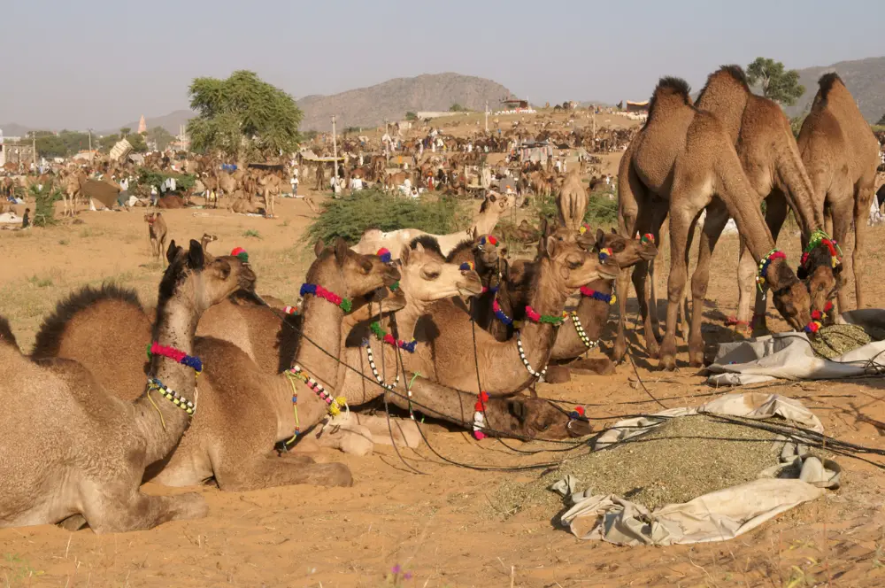 Camels adorned with colorful decorations resting at the crowded Pushkar Camel Fair.