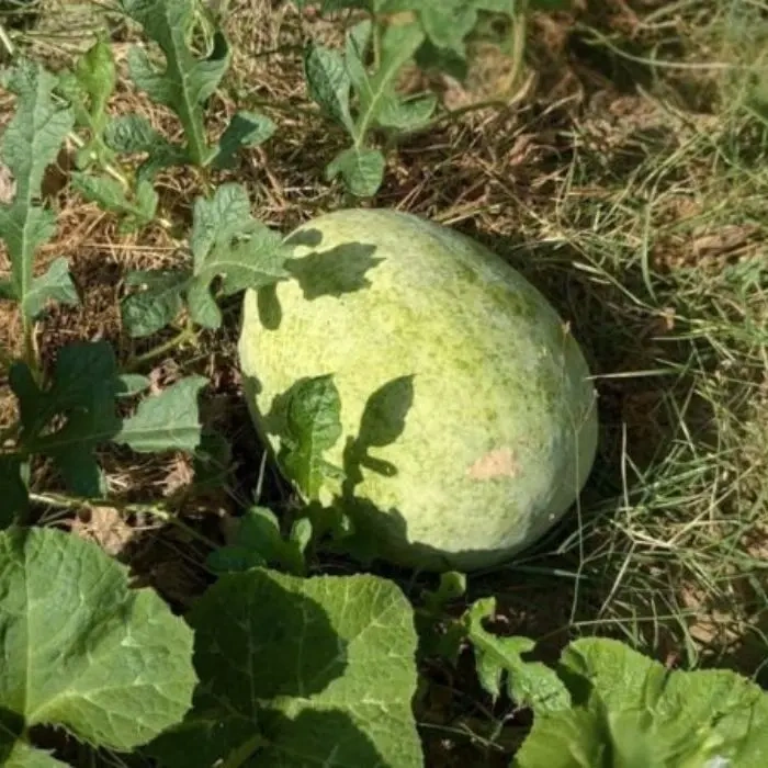 A watermelon growing on the ground surrounded by green leaves and plants, in a garden or farm setting.