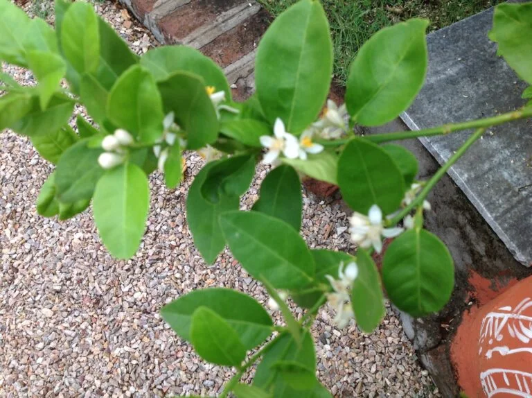 A close-up shows a young lemon tree with broad, green leaves and small, white flowers emerging, set against a background of gravel.