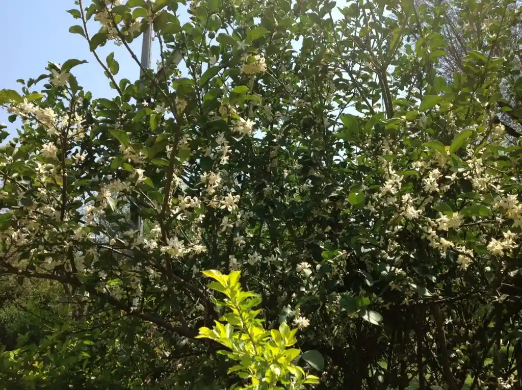 Close-up of a flowering tree with white blossoms and green leaves under a clear blue sky.