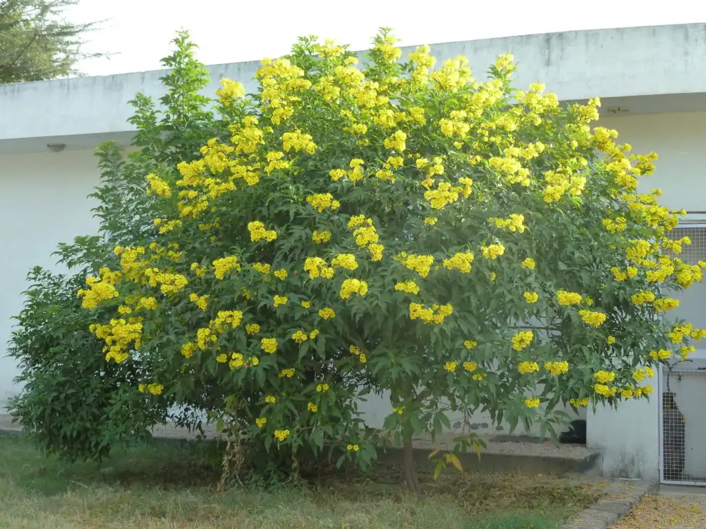 A vibrant yellow-flowering bush with lush green leaves beside a Savista's haveli