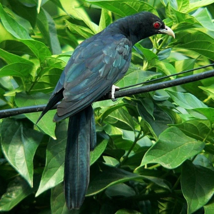 Black bird with vivid red eyes perched on a wire, surrounded by dense green foliage in a tropical wildlife habitat
