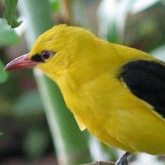 A close-up of a bright yellow bird perched sighted at Savista's Property with black wings and a vibrant beak, amidst greenery.