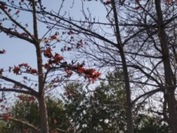 Two trees with sparse branches and red flowers against a clear sky at Savista Retreat