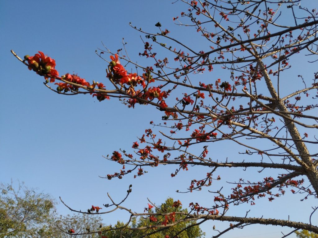 Treewatch We Are Celebrating Our Red Silk Cotton Trees Are Finally Blooming Savista
