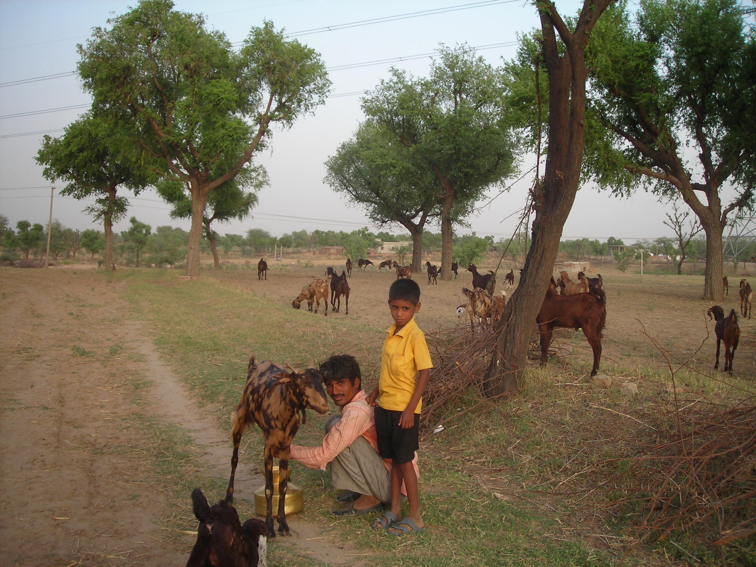 You can expect to encounter pastoral scenes like this - goats, sheep, camels, milch cattle - around Savista