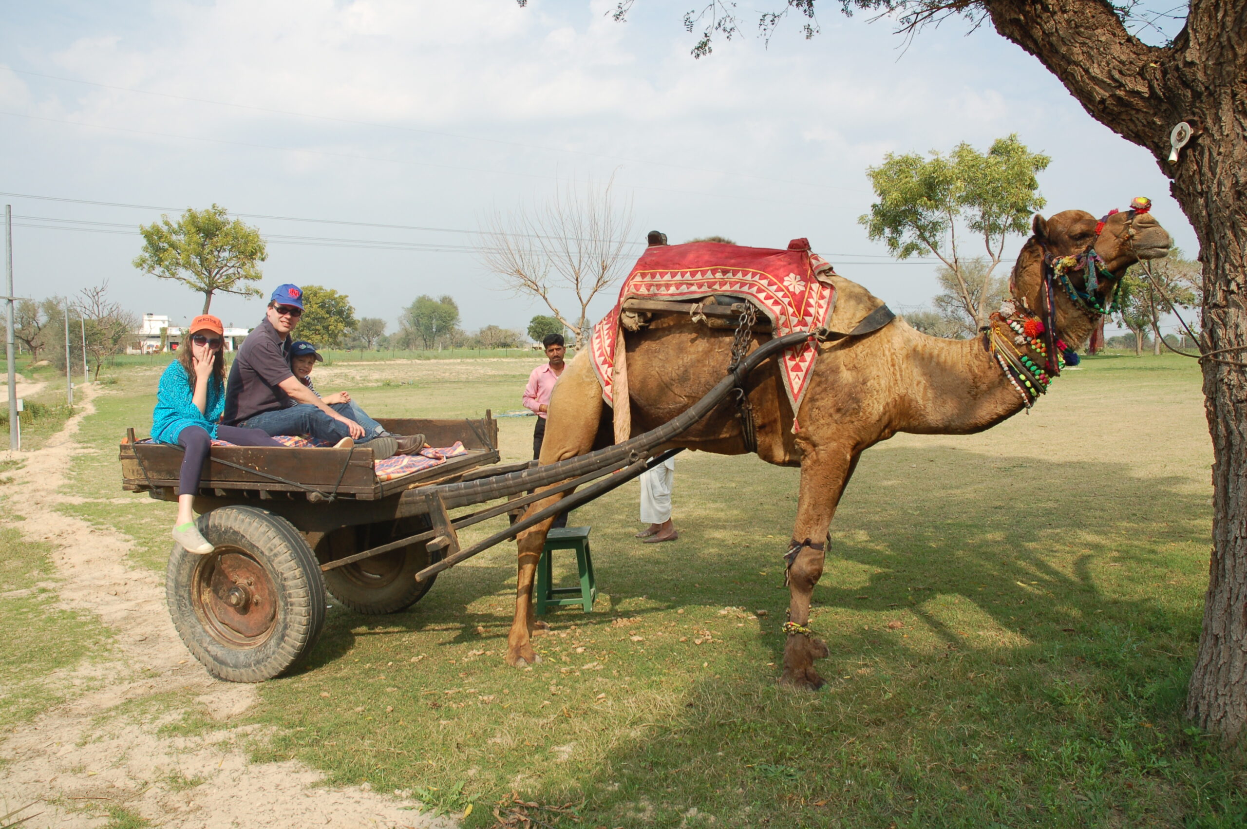 Camel Cart Ride