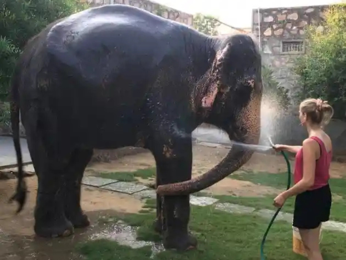 Elephant Sanctuary
