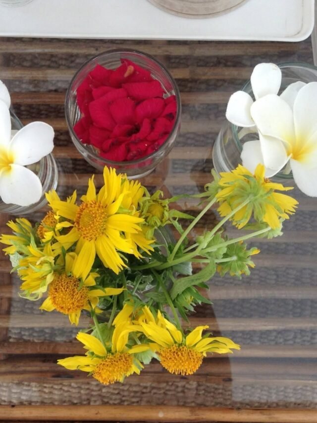 Soft petals, gentle light, and a quiet moment that feels like poetry