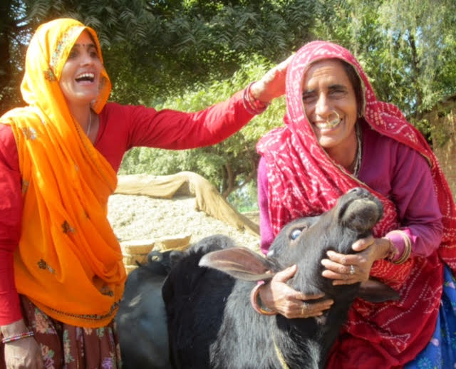 1Camel cart rides1