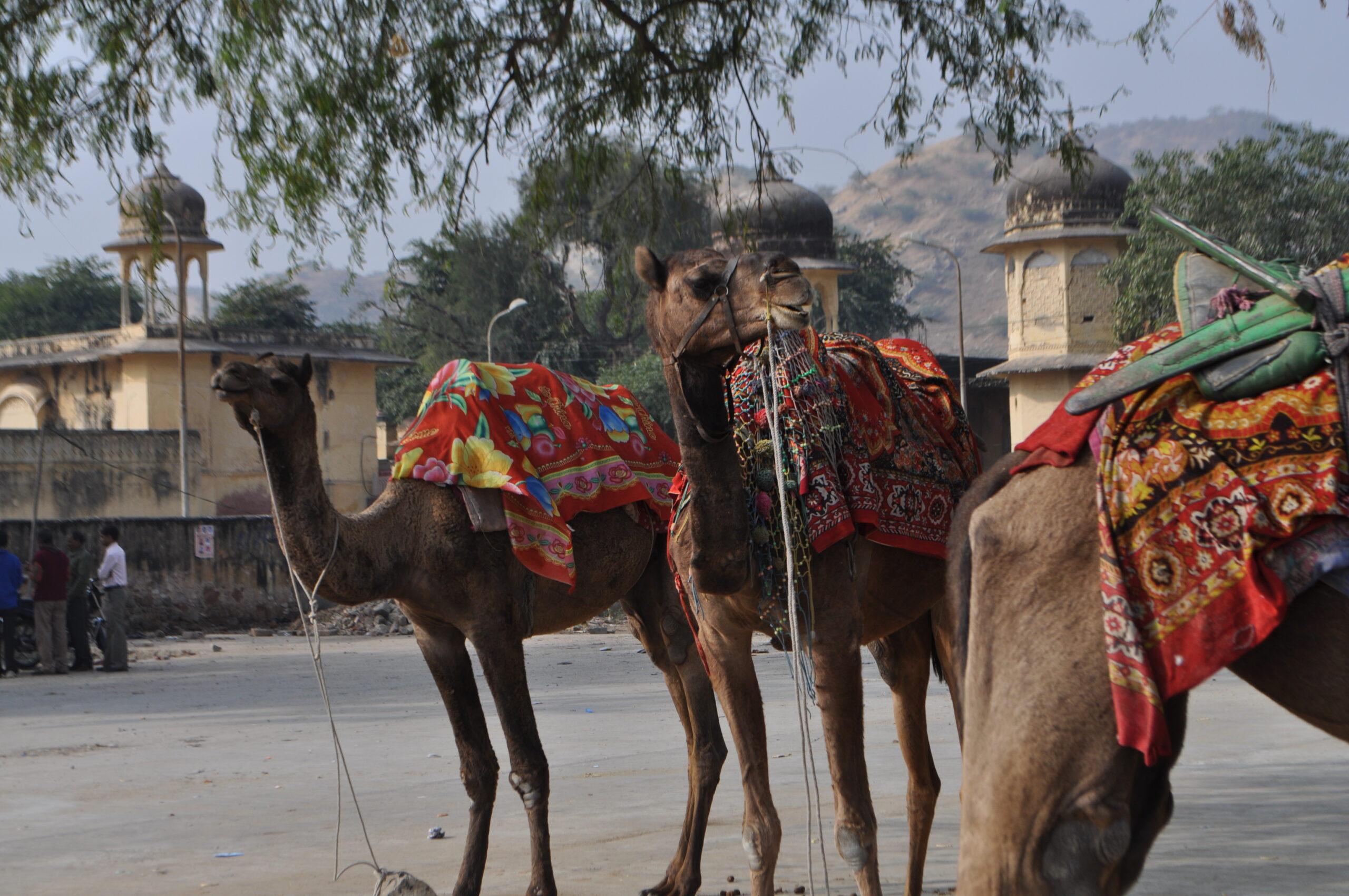 Decorated camels waiting to give rides to tourists