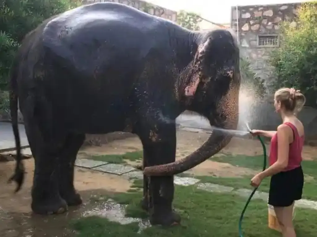 Elephant sanctuary