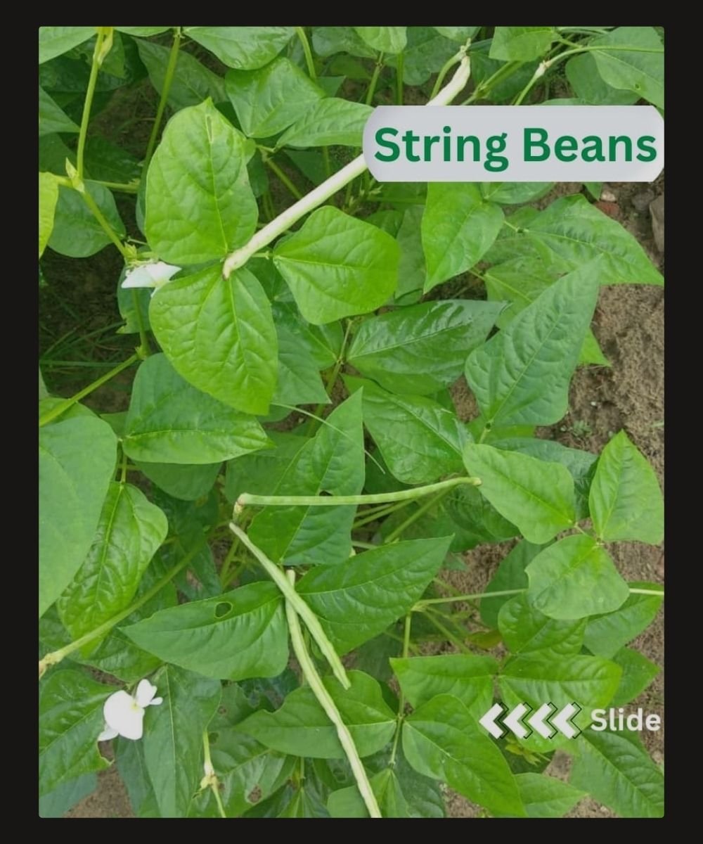 11 String Beans