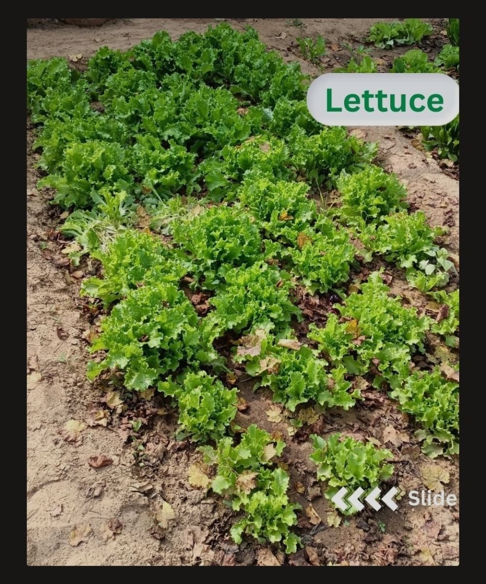 7. Lettuce