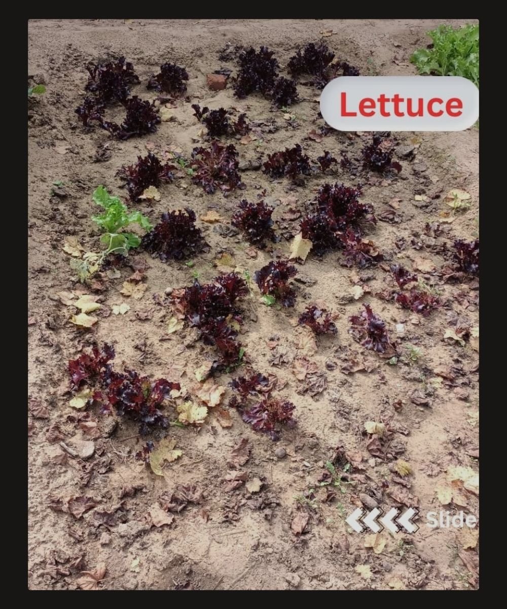 8. Lettuce Red