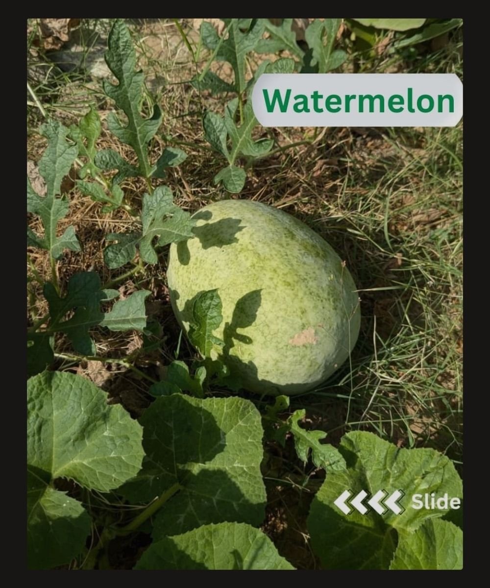 9 Watermelon