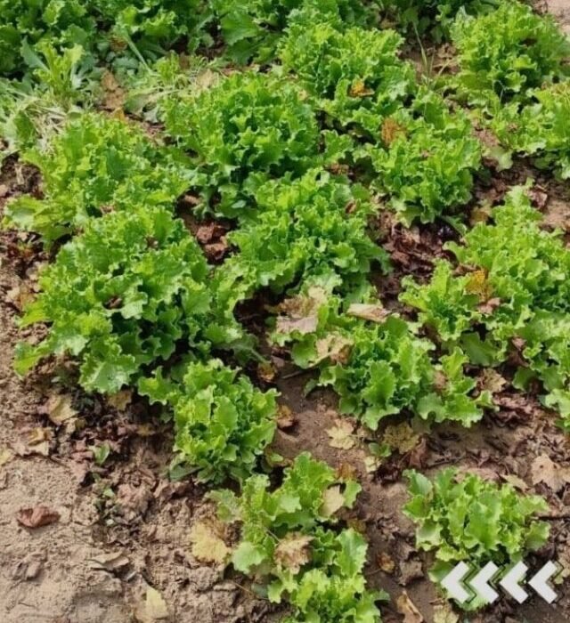 cropped-7.-Lettuce.jpg