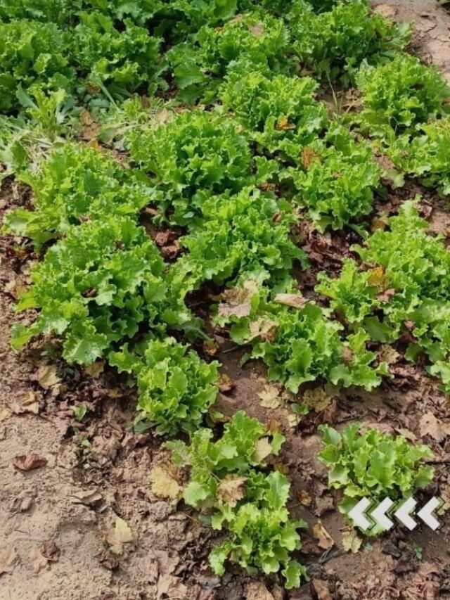 Growing our own vegetables