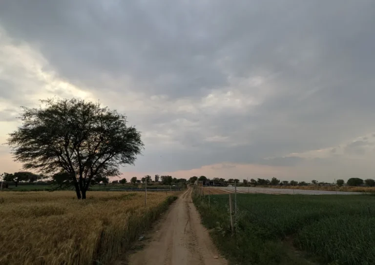 Come for the Rain. And for the Birds