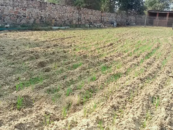 A freshly tilled agricultural farm near Savista Retreat field with young green shoots emerging along furrows, bounded by a stone wall