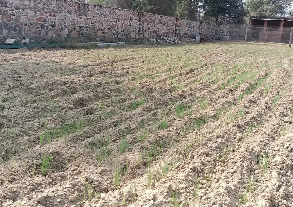 A freshly tilled agricultural farm near Savista Retreat field with young green shoots emerging along furrows, bounded by a stone wall