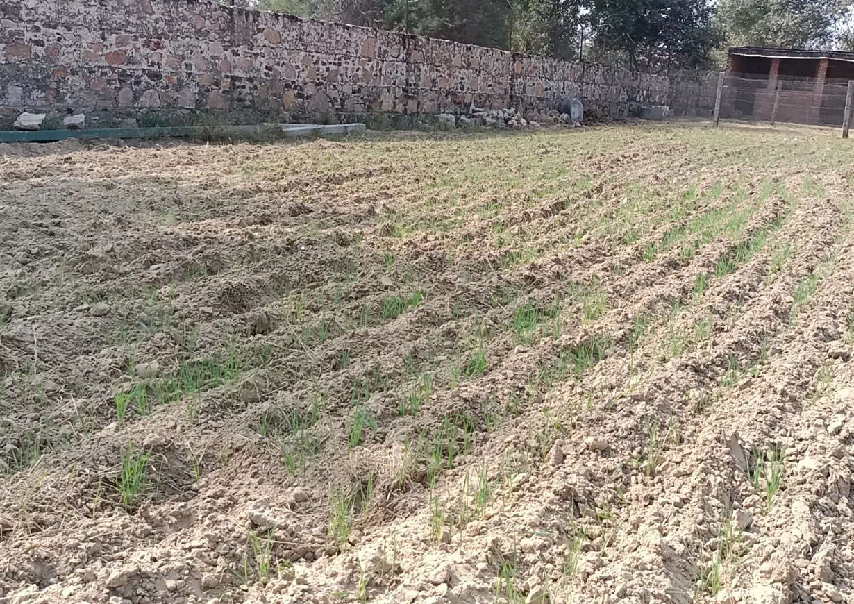 A freshly tilled agricultural farm near Savista Retreat field with young green shoots emerging along furrows, bounded by a stone wall