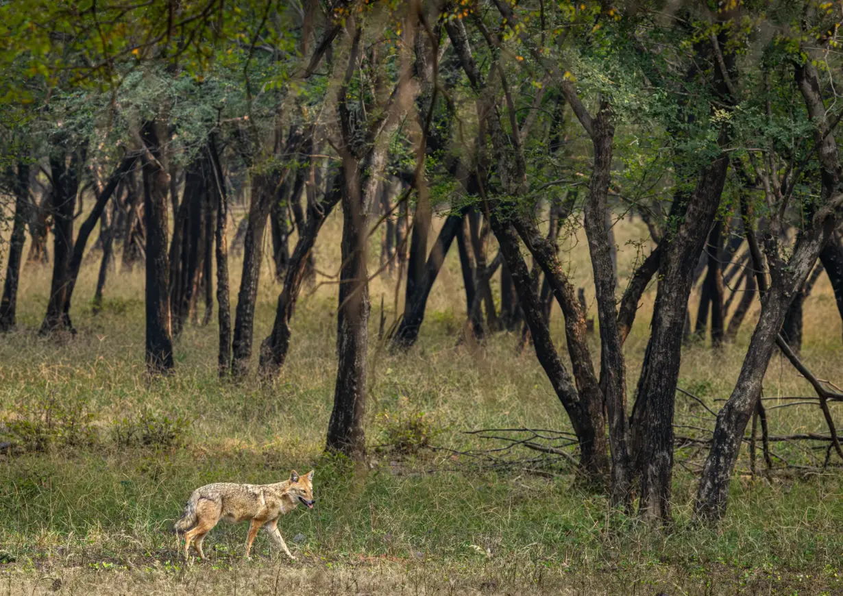 Lush green woodland with dark tree trunks during monsoon season in Rajasthan.