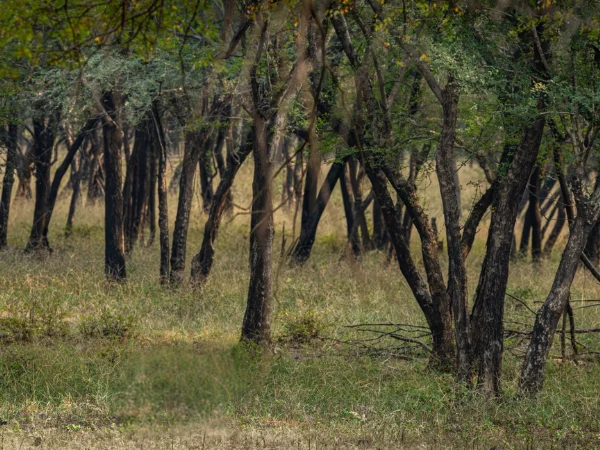 Lush green woodland with dark tree trunks during monsoon season in Rajasthan.