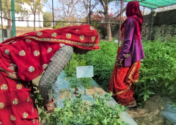 Two women in traditional red sarees tending to plant beds with a "GREEN PEAS" sign in a nursery garden.