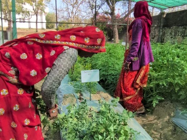Two women in traditional red sarees tending to plant beds with a "GREEN PEAS" sign in a nursery garden.
