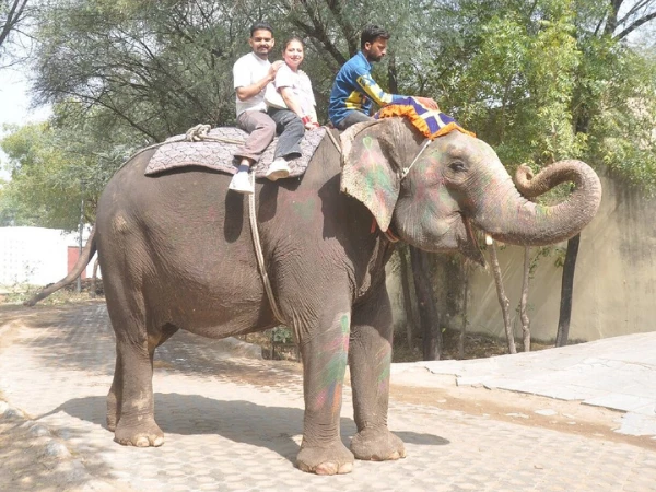 A contrast between traditional elephant rides and modern, cruelty-free elephant sanctuary encounters in Jaipur.