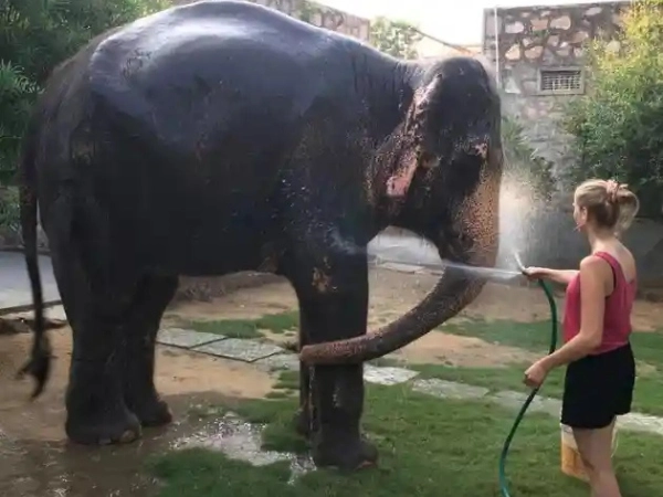 Visitors participating in hands-on, ethical activities with an elephant, such as preparing food or bathing them.