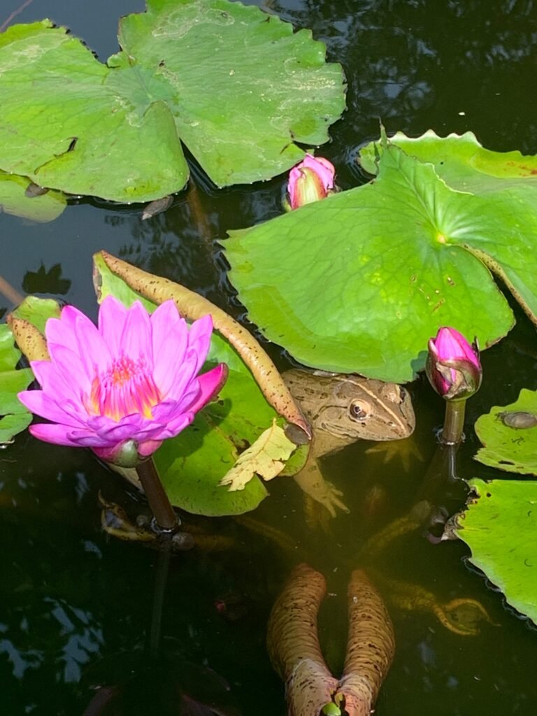 Savista Retreat guest photo shared by Allie B