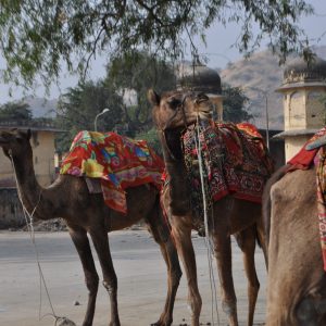 Decorated camels waiting to give rides to tourists