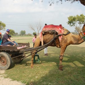 Camel Cart Ride