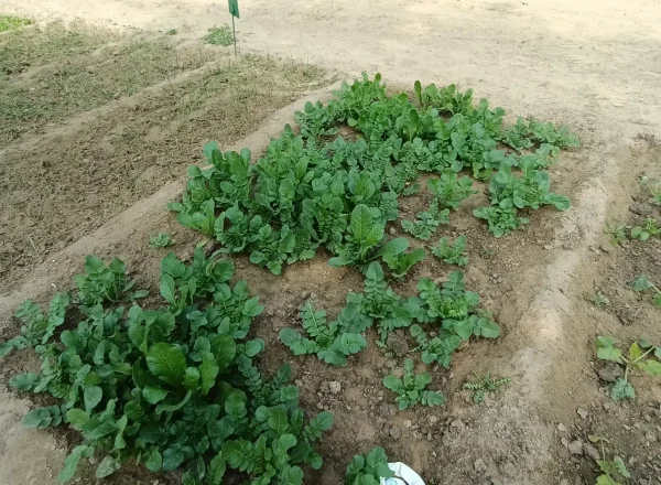 A savista retreat showcases a lush, tranquil oasis, where vibrant greenery meets rustic charm. The garden, a living masterpiece, invites serenity, with sandy paths and towering trees casting soft shadows. This retreats natural beauty encapsulates rural tranquility.