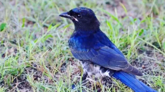 Spangled Drongo Spangled Drongo