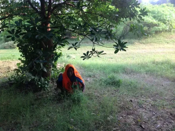 Woman wearing an orange shawl, crouching under a tree in a grassy field, holding plants or flowers.