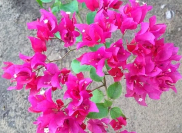 A captivating image displays a lush arrangement of pink flowers, forming a mesmerizing circular pattern on a soft brown dirt background. Dense blooms and budding beauties coexist, creating a serene and visually stunning natural scene.