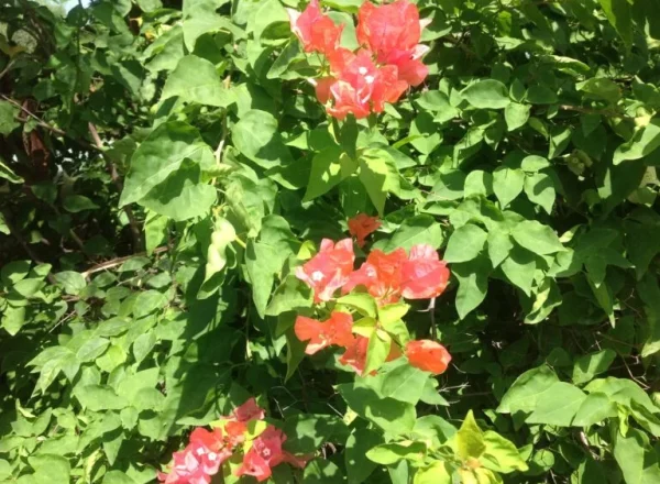 A captivating image displays a stunning cluster of vibrant red flowers in full bloom, creating a depth with varied distances. The lush green leaves provide a serene backdrop, making the image a feast for the eyes, with the images focal point - the bold, natural beauty.