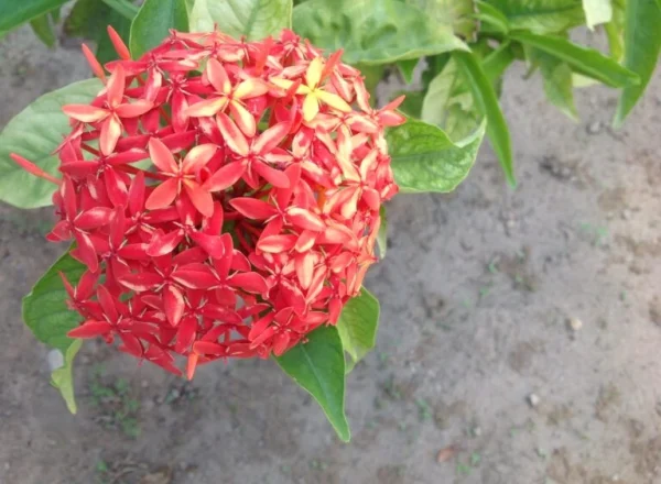 Close-up of a cluster of ixora flowers in full bloom, showcasing a vibrant red hue with hints of yellow, surrounded by green leaves and sandy ground.
