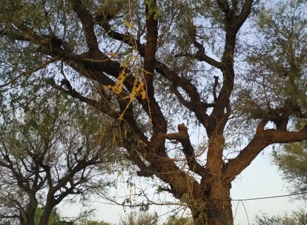 Close-up of a mature Khejri tree, showcasing its gnarled trunk, spreading branches with small, oblong leaves, and delicate, elongated, yellow flowers against a pale sky.