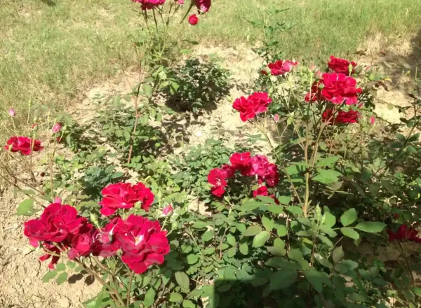 A cluster of vibrant red roses in full bloom, surrounded by green foliage against a background of dried soil and sparse green grass.