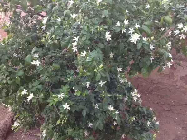 A tree covered with small white flowers, surrounded by lush green leaves, creating a beautiful and serene natural scene.