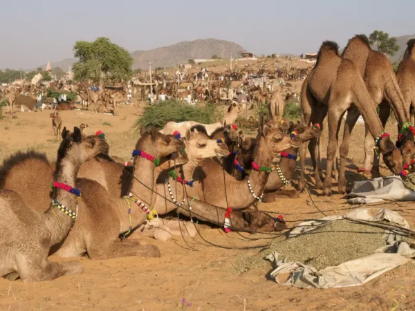 A group of camels, decorated with colorful tassels and ropes, are gathered together at a desert fair in Rajasthan.